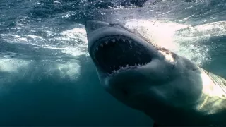 Morské predátory alebo Život na vrchole potravinového reťazca (3/4)