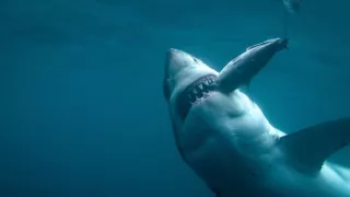 Morské predátory alebo Život na vrchole potravinového reťazca (3/4)