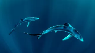 Divoké Írsko: Na okraji sveta