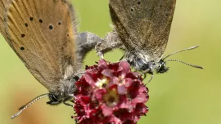 Příroda Kantaberských hor (2/2)