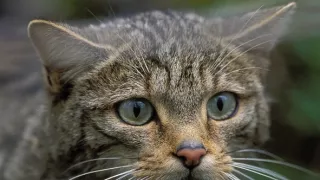 Příroda Kantaberských hor (2/2)