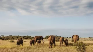 Kráľovstvo afrických predátorov (4)