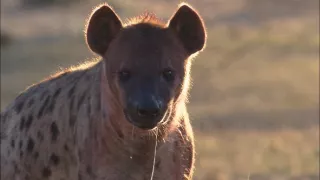 Najväčší zabijaci Afriky V (1)