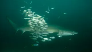 Chris Hemsworth na pláži žraloků