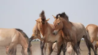 Divocí koně: Příběh z pusty