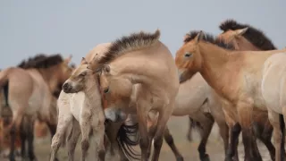 Divocí koně: Příběh z pusty