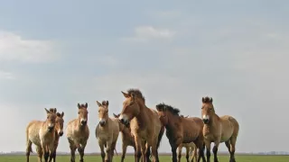 Divocí koně: Příběh z pusty