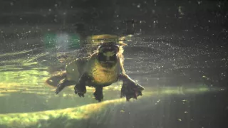 Rozmanitost naší planety