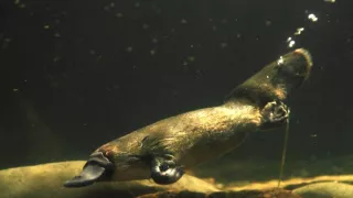 Rozmanitost naší planety