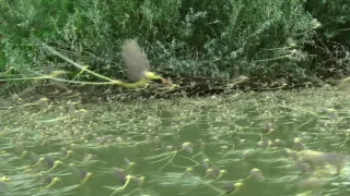 Kráľovstvo divočiny: Podenka dlhochvostá, Maďarsko