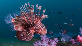 Pestrobarevný svět