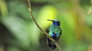 Pestrobarevný svět