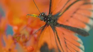 Pestrobarevný svět