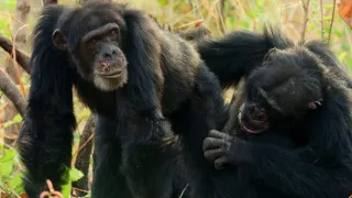 Zázračná planéta: Dynastie (1/5)