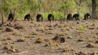 Zázračná planéta: Dynastie (1/5)
