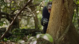 Zázračná planéta: Dynastie (1/5)