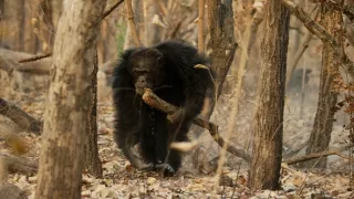 Zázračná planéta: Dynastie (1/5)