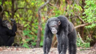 Zázračná planéta: Dynastie (1/5)