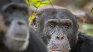 Zázračná planéta: Dynastie (1/5)