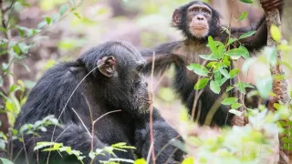 Zázračná planéta: Dynastie (1/5)