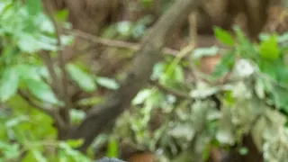 Zázračná planéta: Dynastie (1/5)