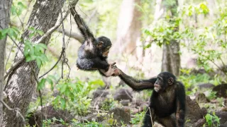 Zázračná planéta: Dynastie (1/5)