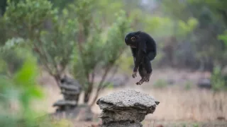 Zázračná planéta: Dynastie (1/5)