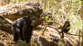 Zázračná planéta: Dynastie (1/5)