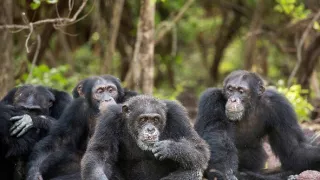 Zázračná planéta: Dynastie (1/5)