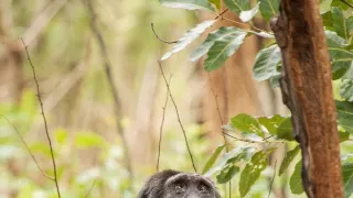 Zázračná planéta: Dynastie (1/5)