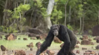 Zázračná planéta: Dynastie (1/5)