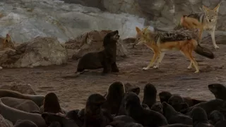 Úžasné morské predátory (3)