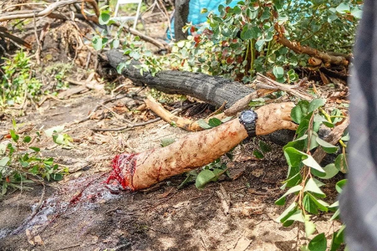 Krokodíly útočia 6 (Lake Placid: Legacy), 2018 - fotogaléria