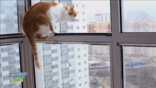 Šťastný ako mačka