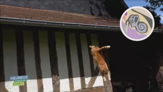 Šťastný ako mačka