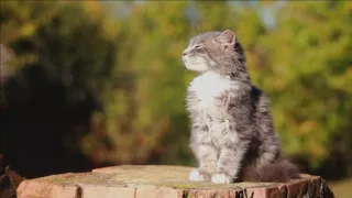 Šťastný ako mačka