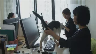 Šťastný ako mačka