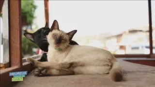 Šťastný ako mačka