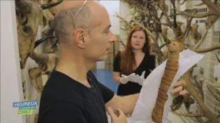 Šťastný ako mačka