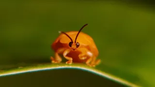 Království divočiny: Mistři kamufláže, Kostarika