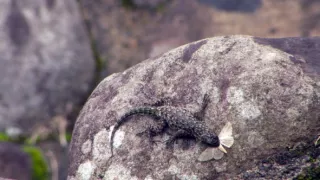 Království divočiny: Mistři kamufláže, Kostarika