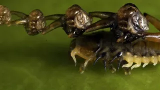 Království divočiny: Mistři kamufláže, Kostarika