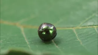 Království divočiny: Mistři kamufláže, Kostarika