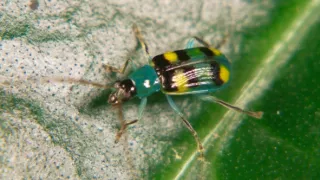 Království divočiny: Mistři kamufláže, Kostarika