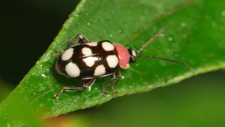 Království divočiny: Mistři kamufláže, Kostarika