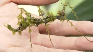 Království divočiny: Mistři kamufláže, Kostarika