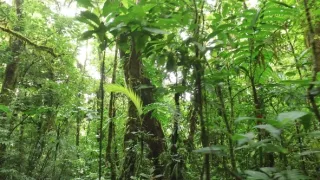 Království divočiny: Mistři kamufláže, Kostarika