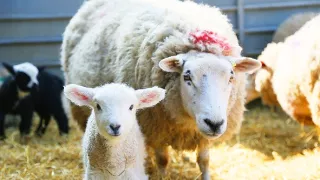 Zázračná planéta: Zvieracie mamy (1/3)