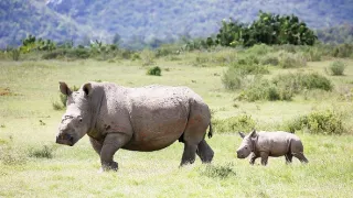 Zázračná planéta: Zvieracie mamy (1/3)