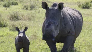 Zázračná planéta: Zvieracie mamy (1/3)